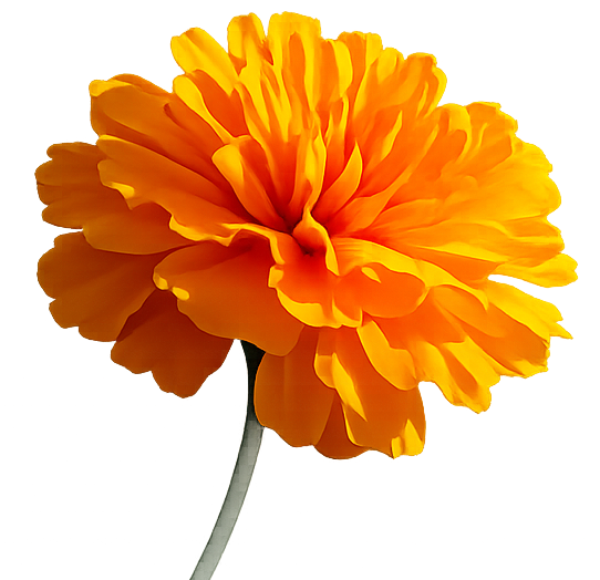 A single marigold flower